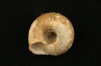 臺灣鱗盾蝸牛藏品圖，第2張